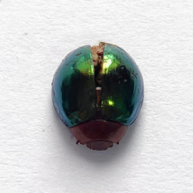 93 Chrysomelidae