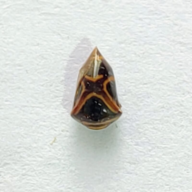 93 Membracidae