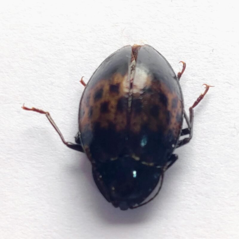 94 Chrysomelidae