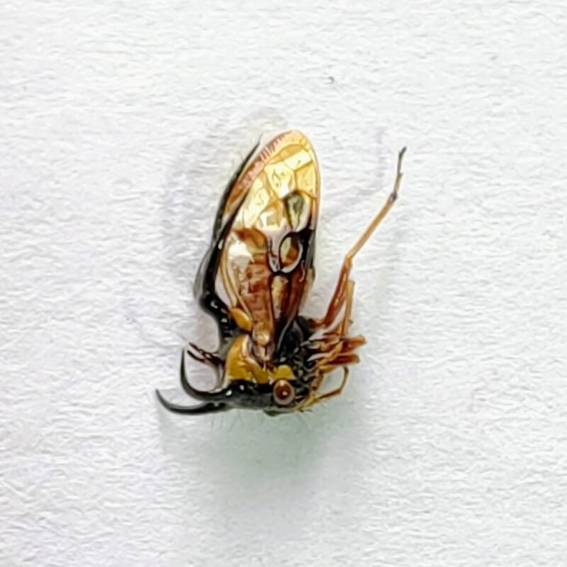 94 Membracidae
