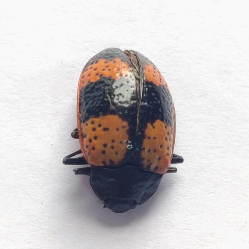 95 Chrysomelidae