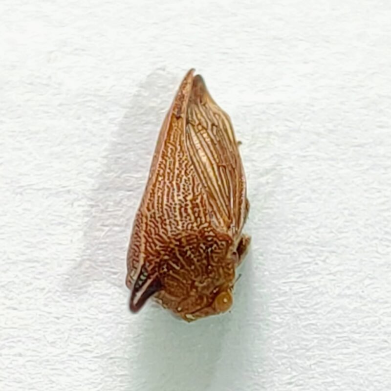 95 Membracidae