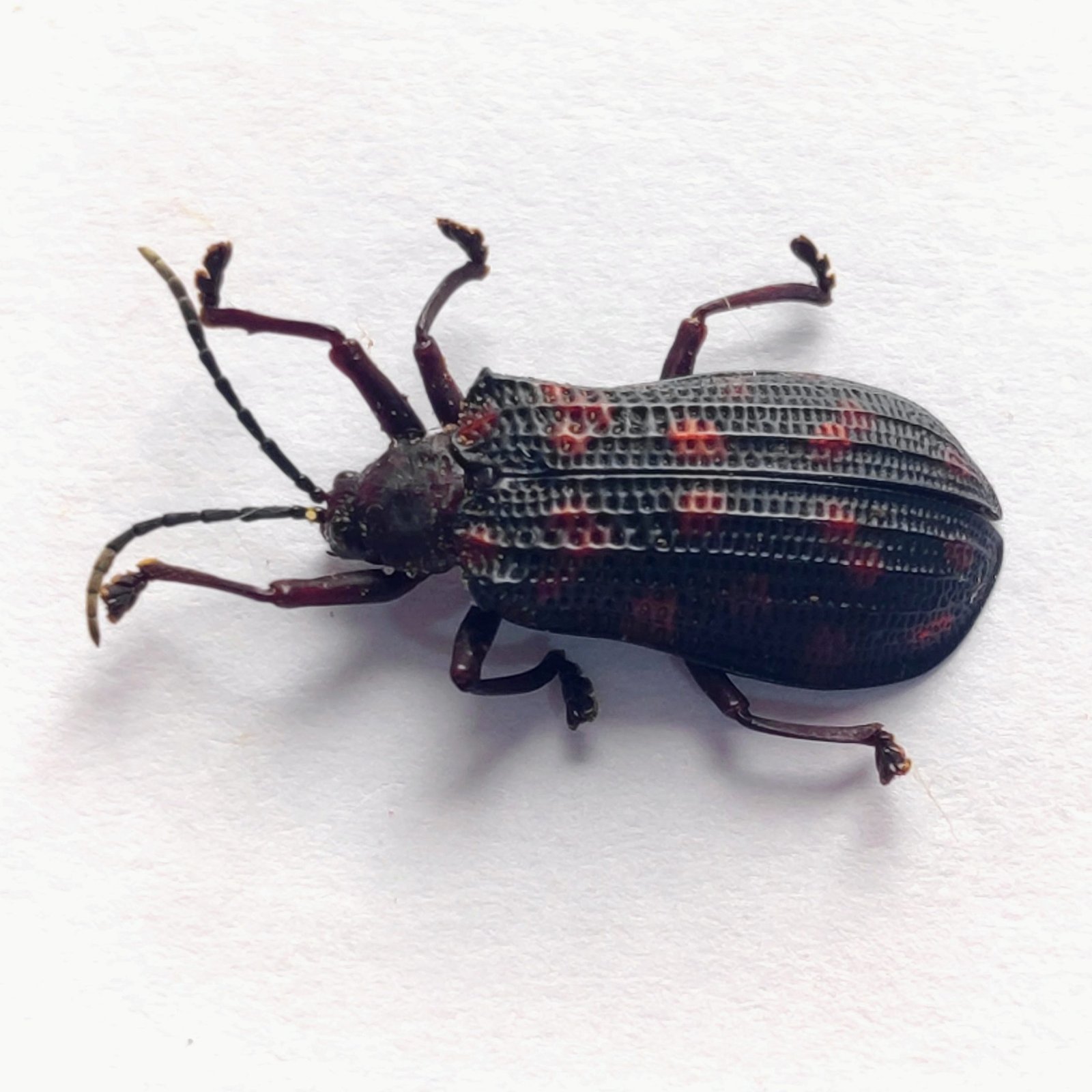 96 Chrysomelidae - Image 2