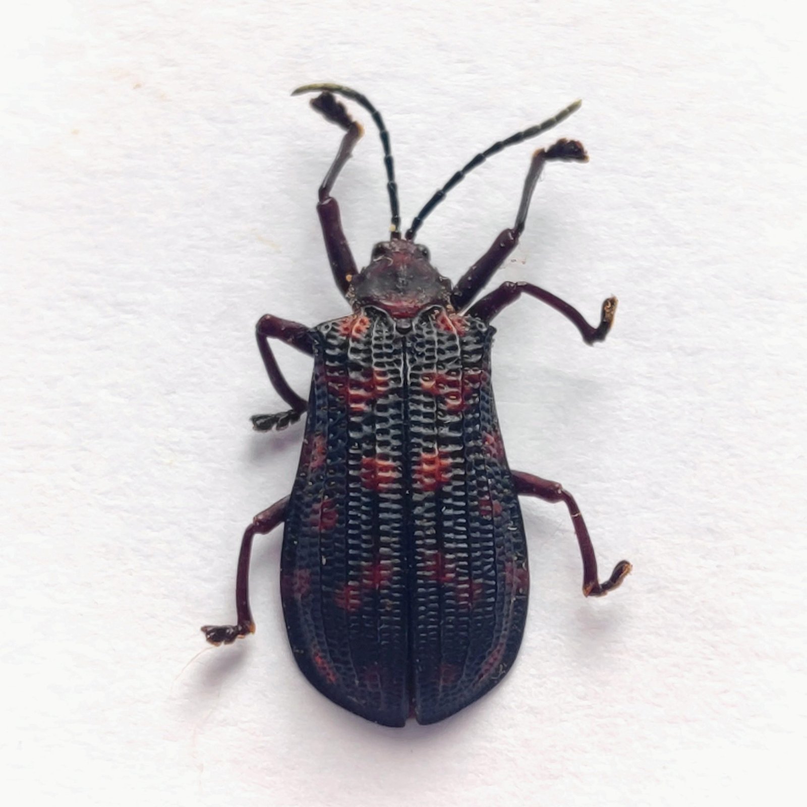 96 Chrysomelidae - Image 3