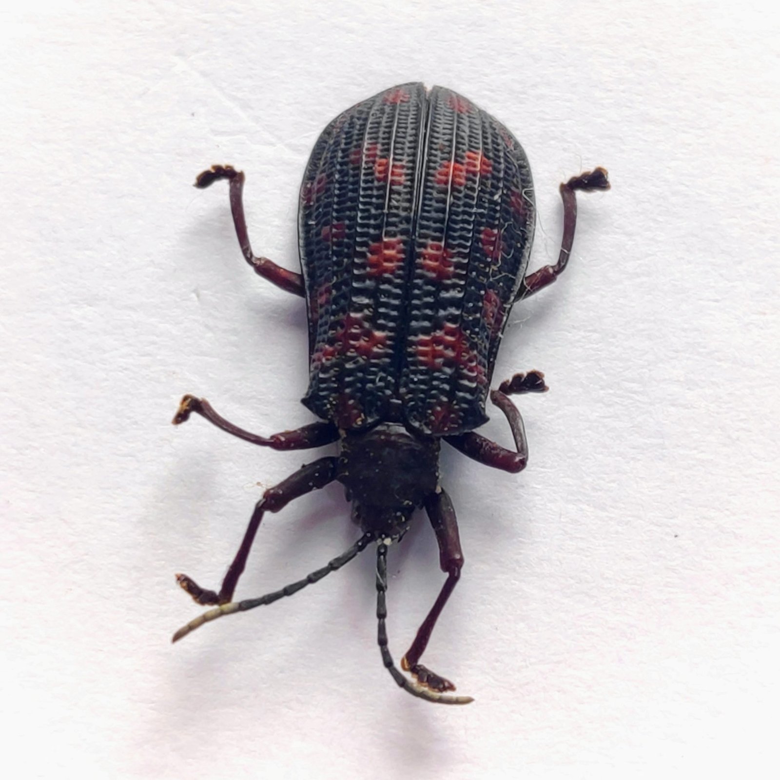 96 Chrysomelidae