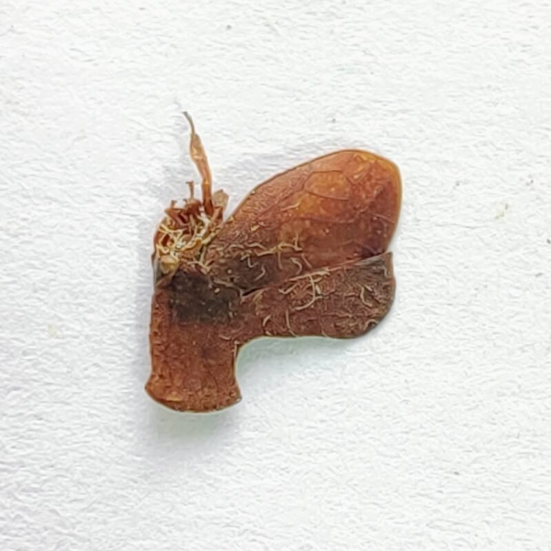 96 Membracidae