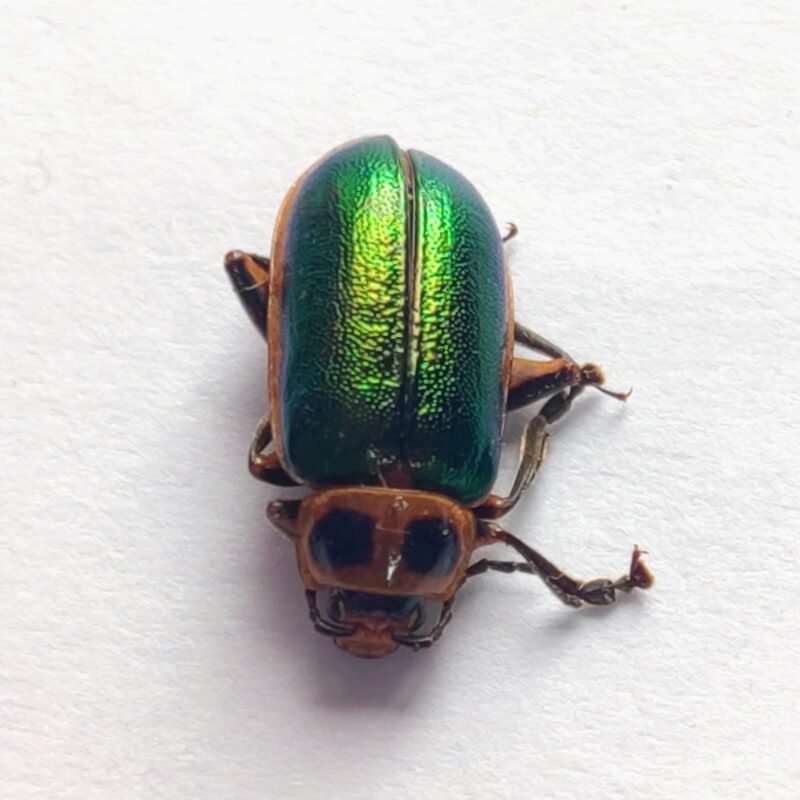 97 Chrysomelidae