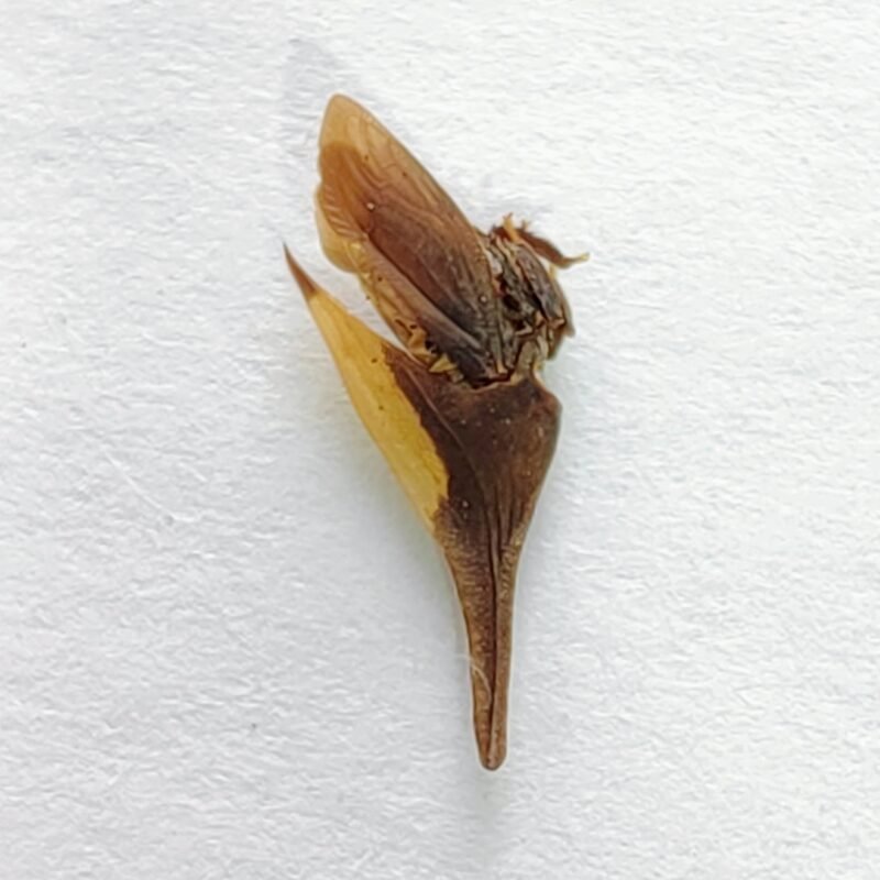 97 Membracidae