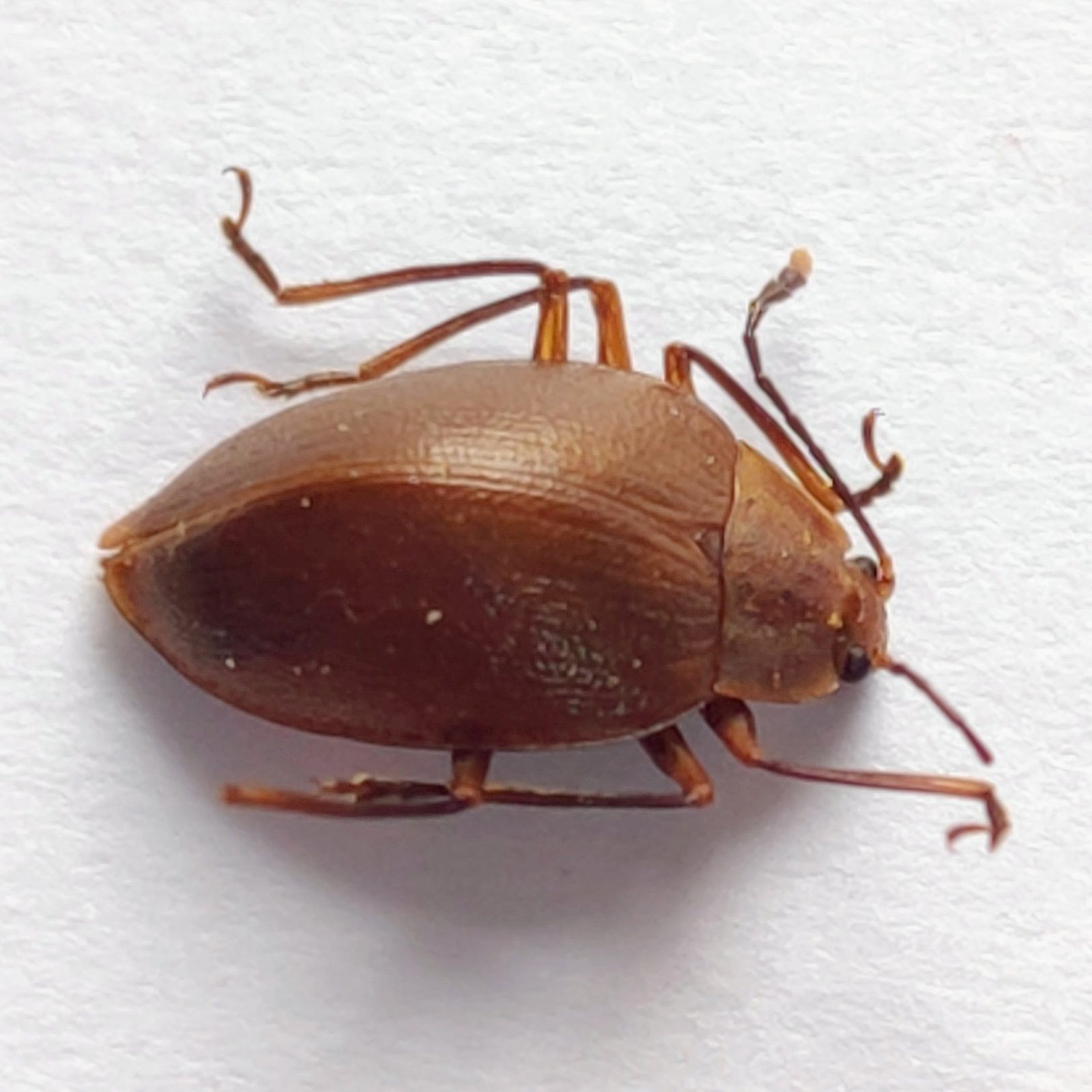 98 Chrysomelidae - Image 2