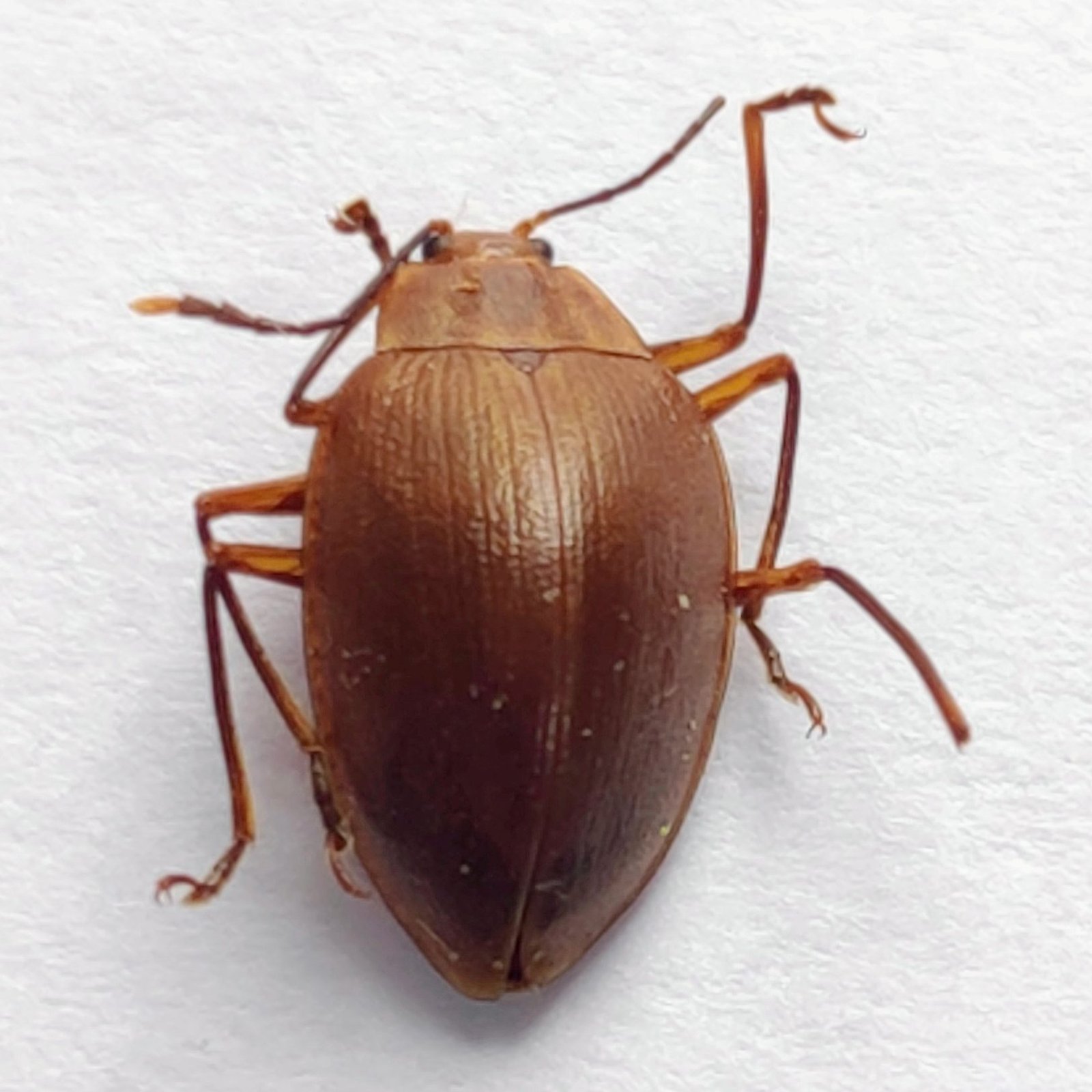 98 Chrysomelidae - Image 3