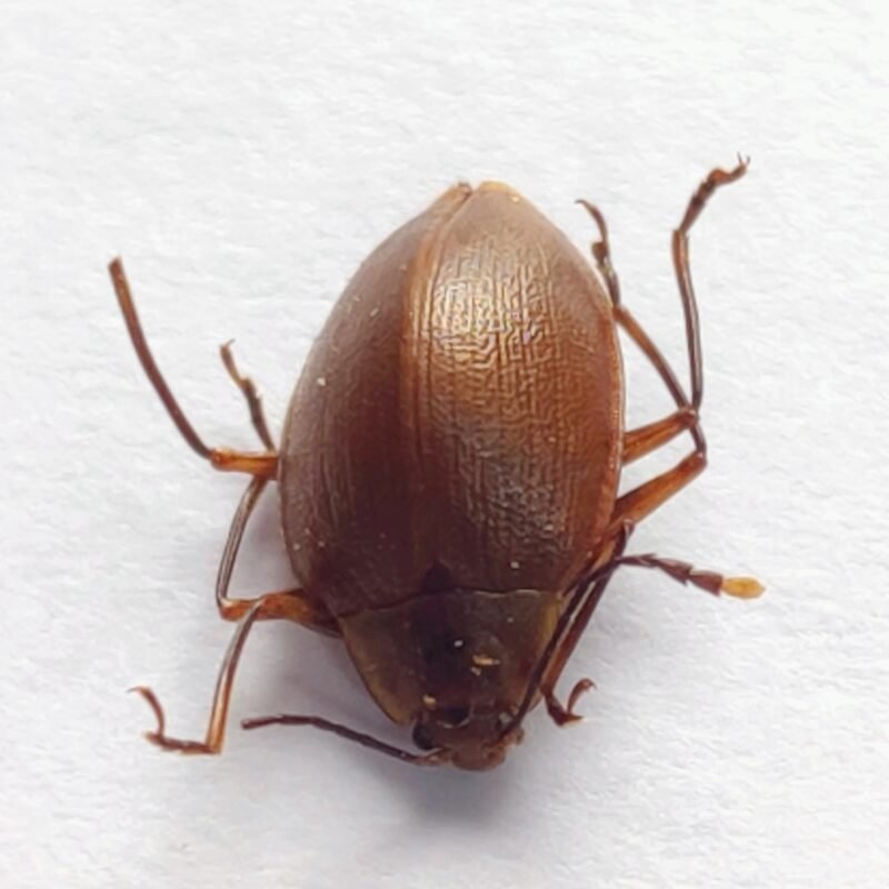 98 Chrysomelidae