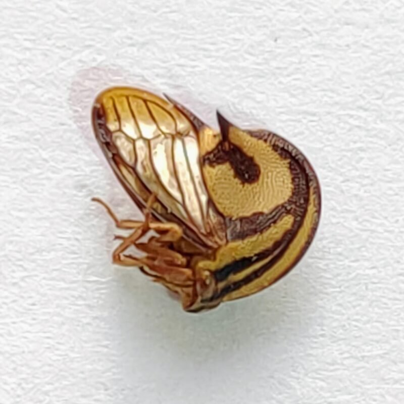 98 Membracidae