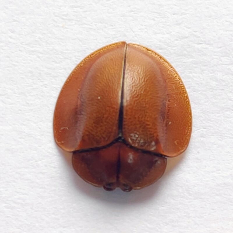 99 Chrysomelidae