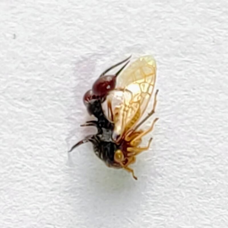 99 Membracidae