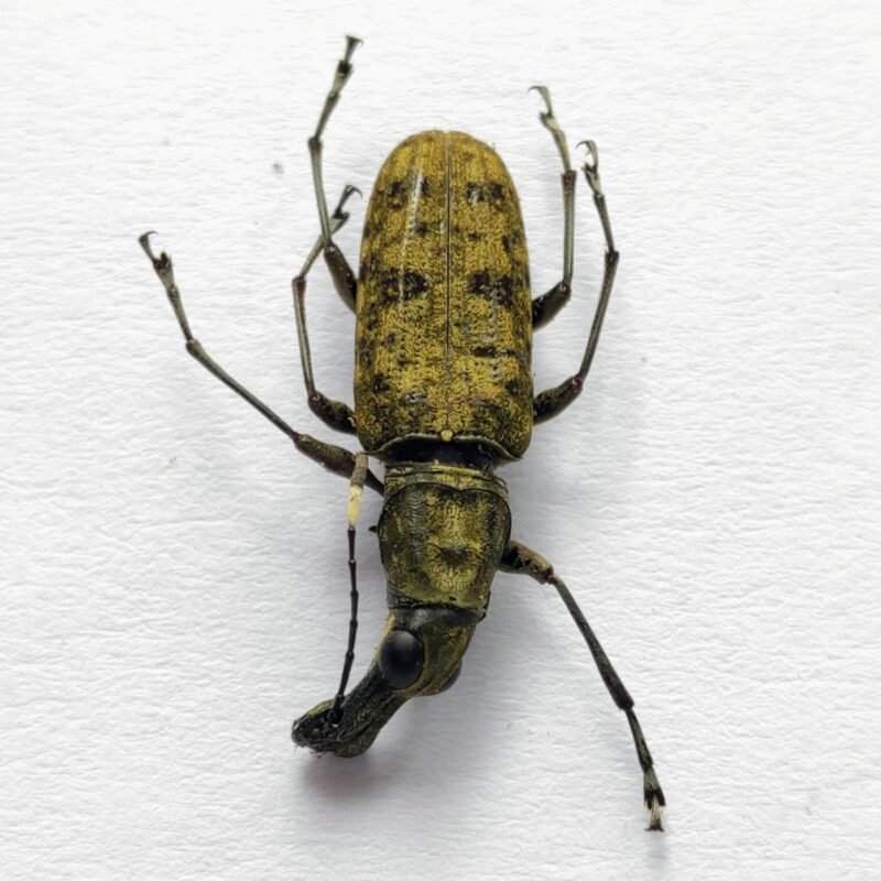 1 Anthribidae