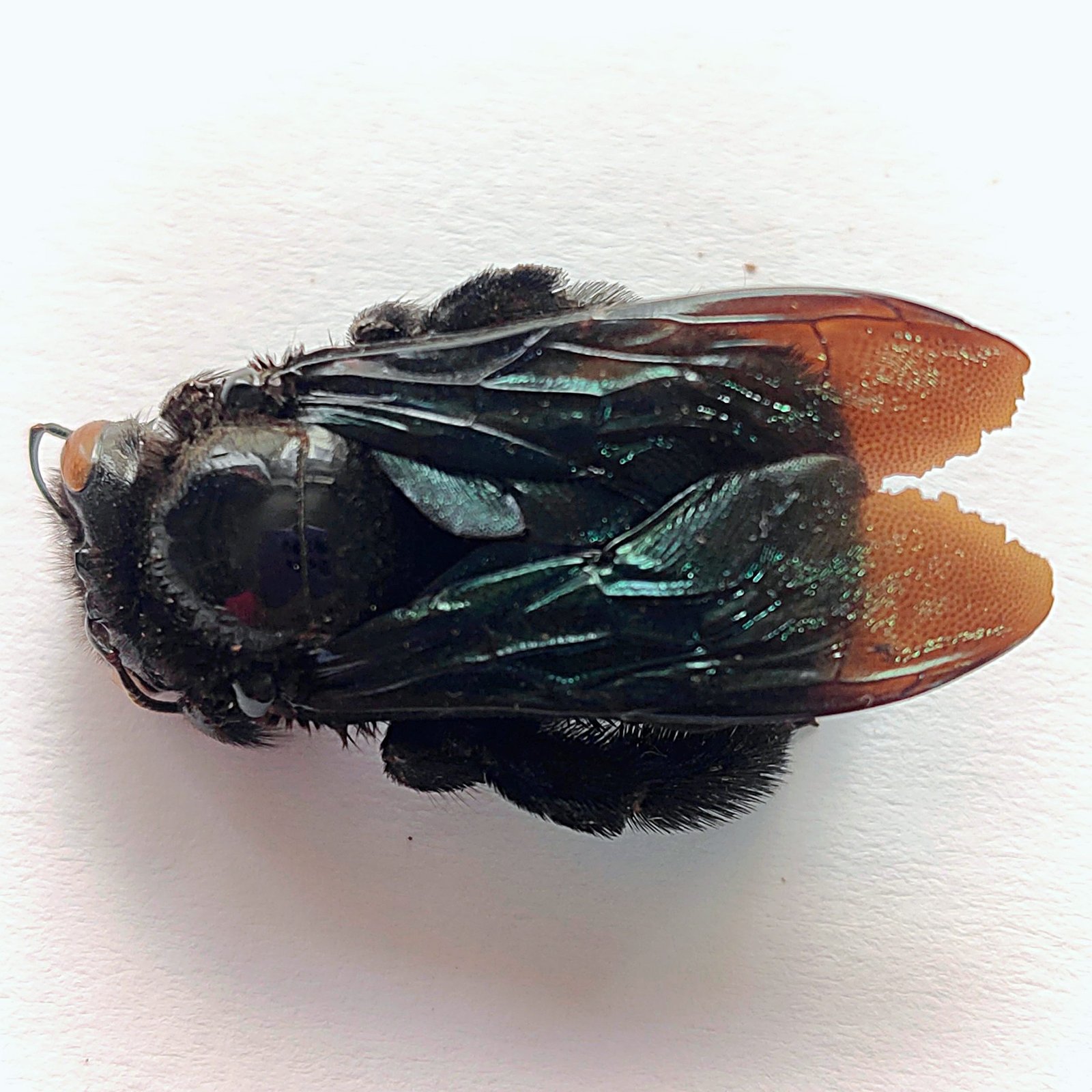 1 Apidae - Image 2