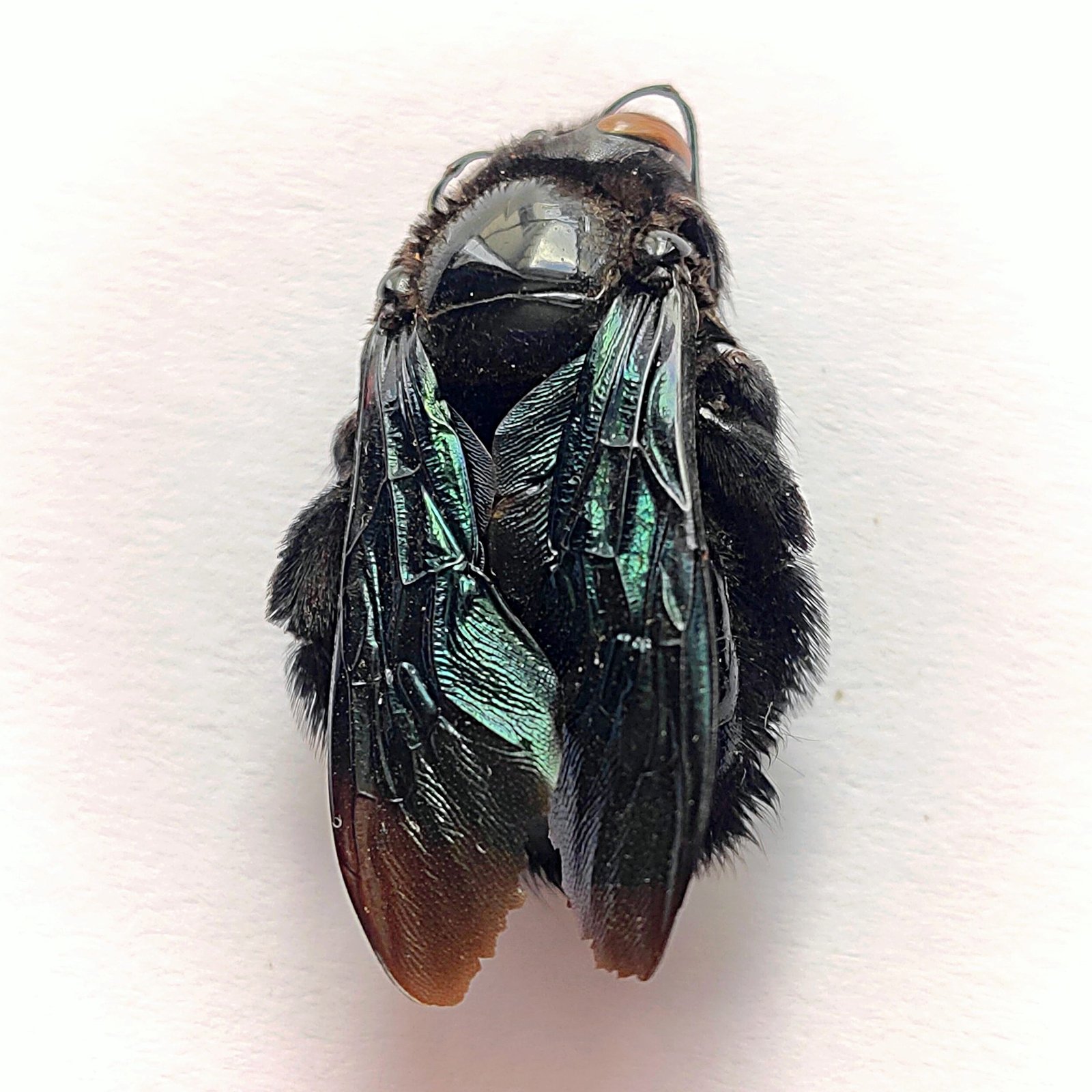 1 Apidae - Image 3