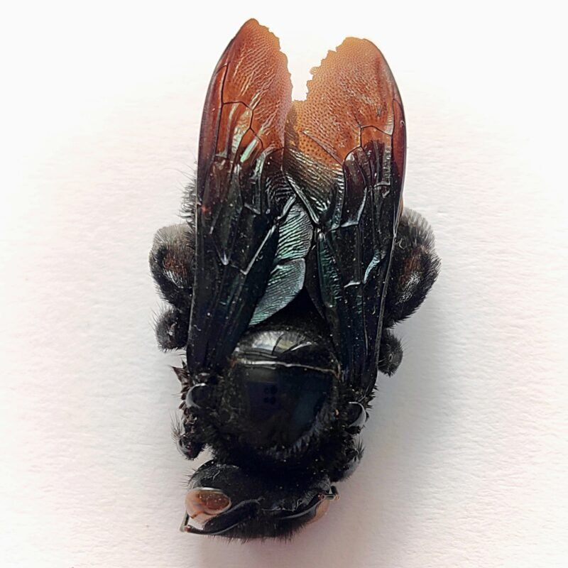 1 Apidae