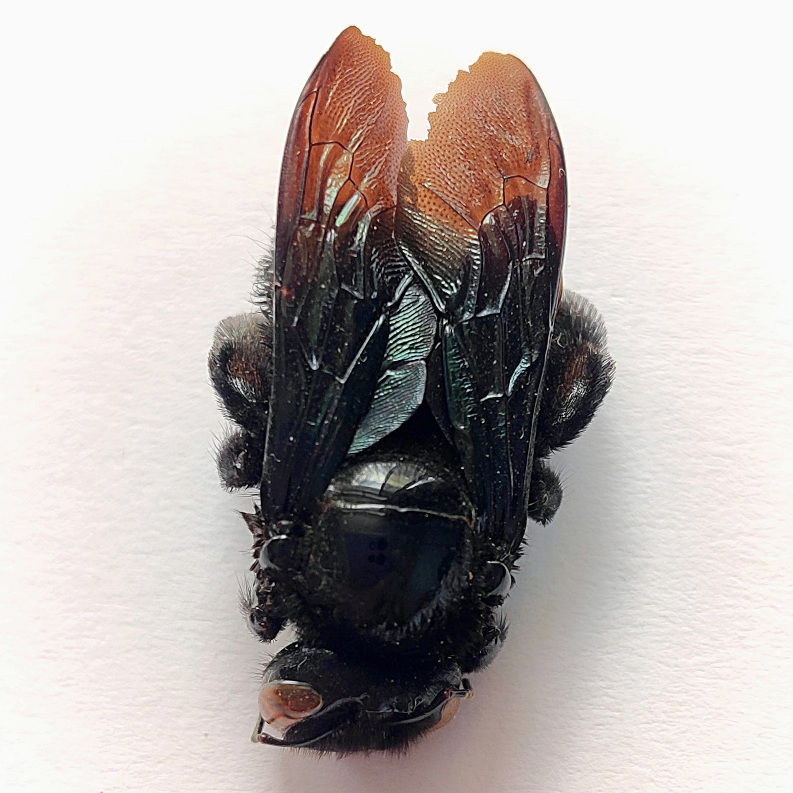 1 Apidae