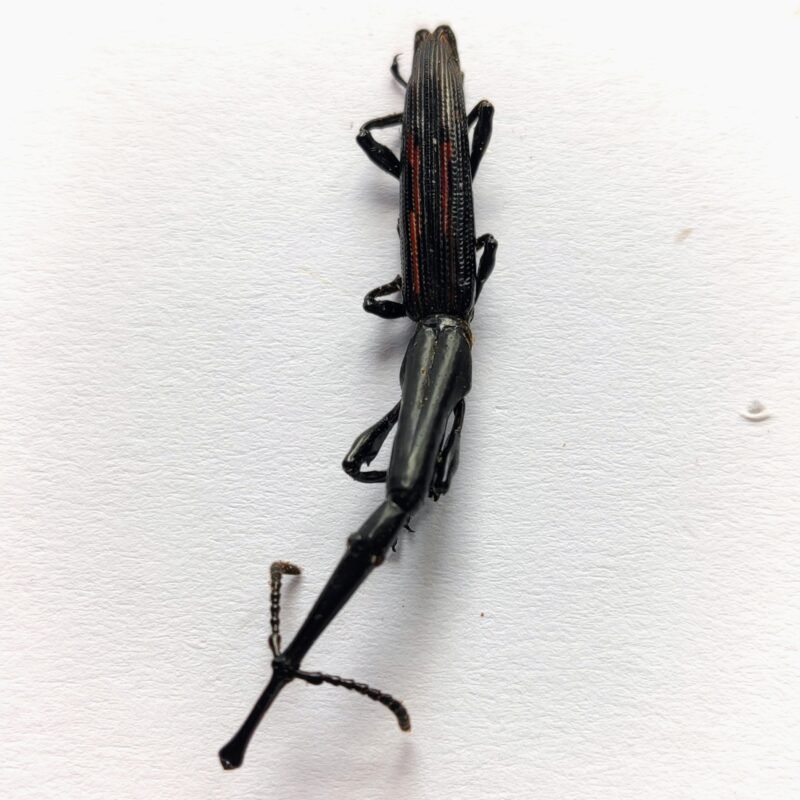 1 Brentidae