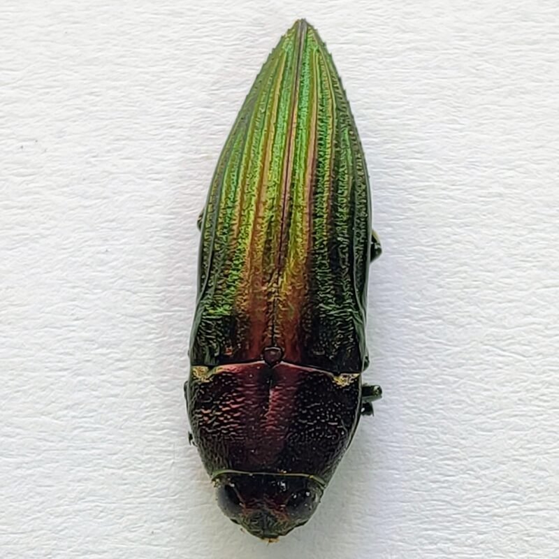 1 Buprestidae