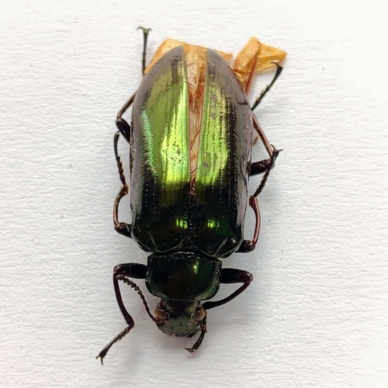 1 Carabidae