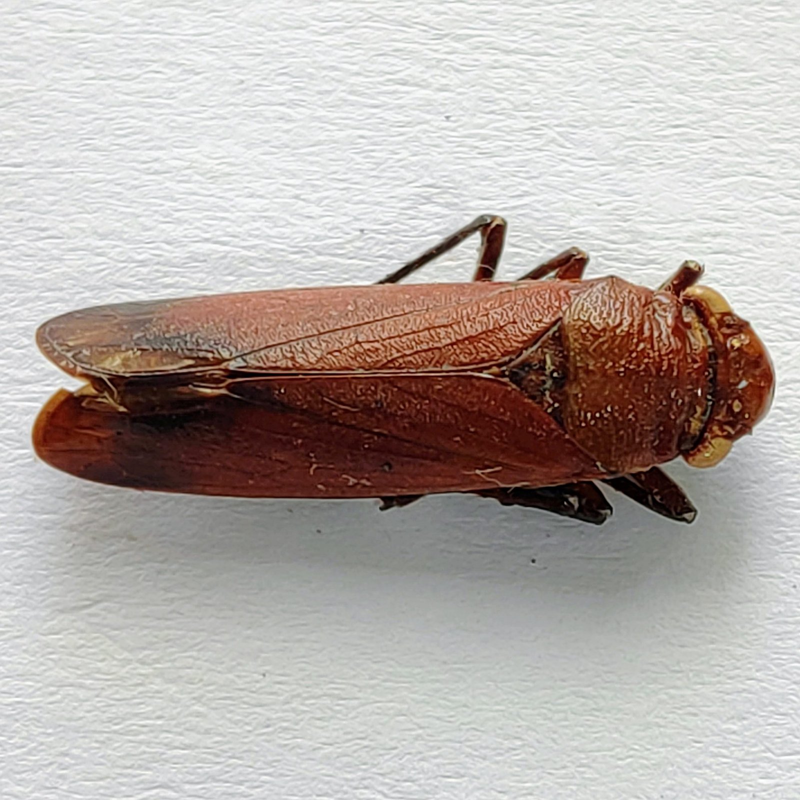 1 Cicadellidae - Image 2