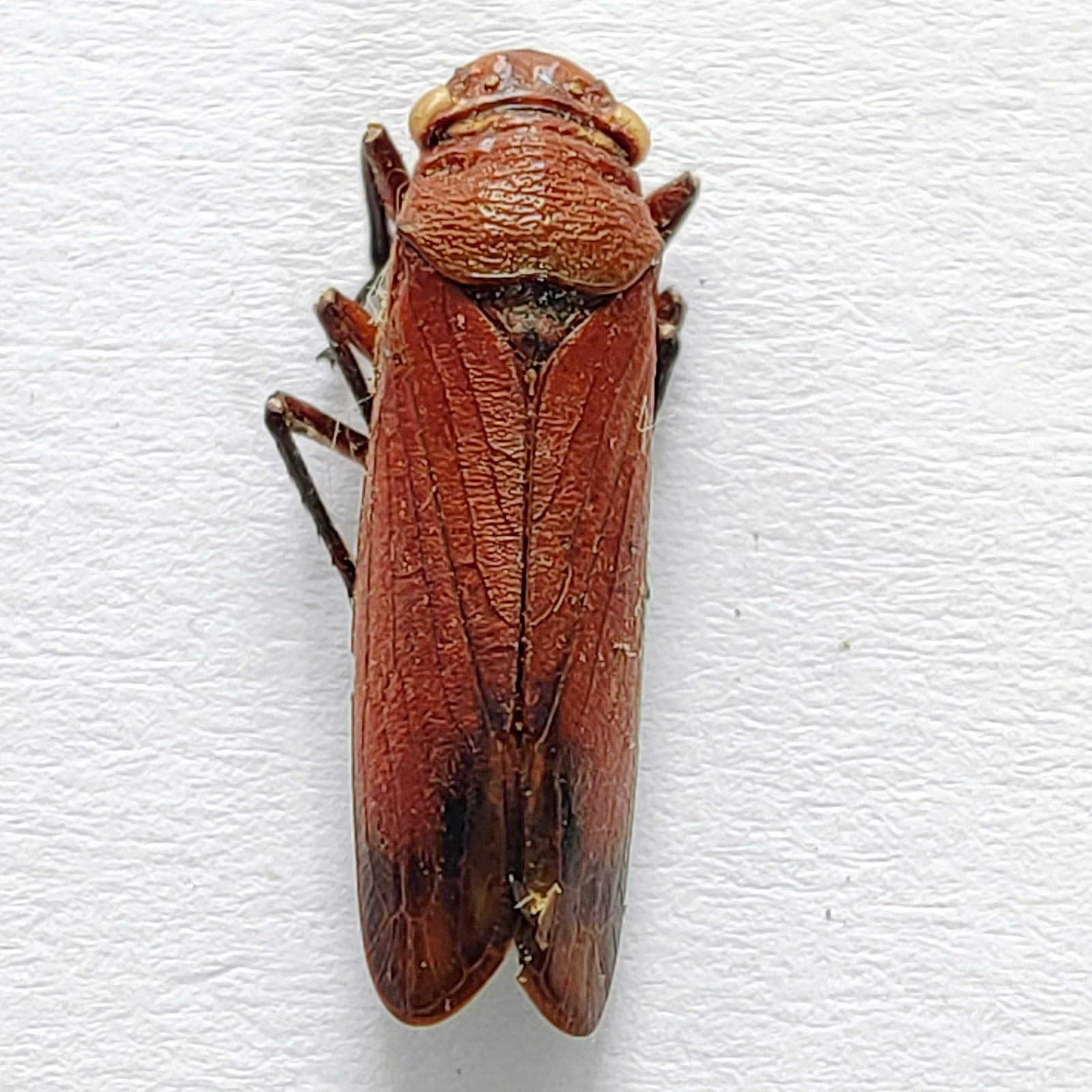 1 Cicadellidae - Image 3
