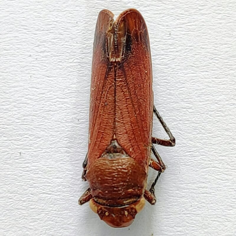 1 Cicadellidae