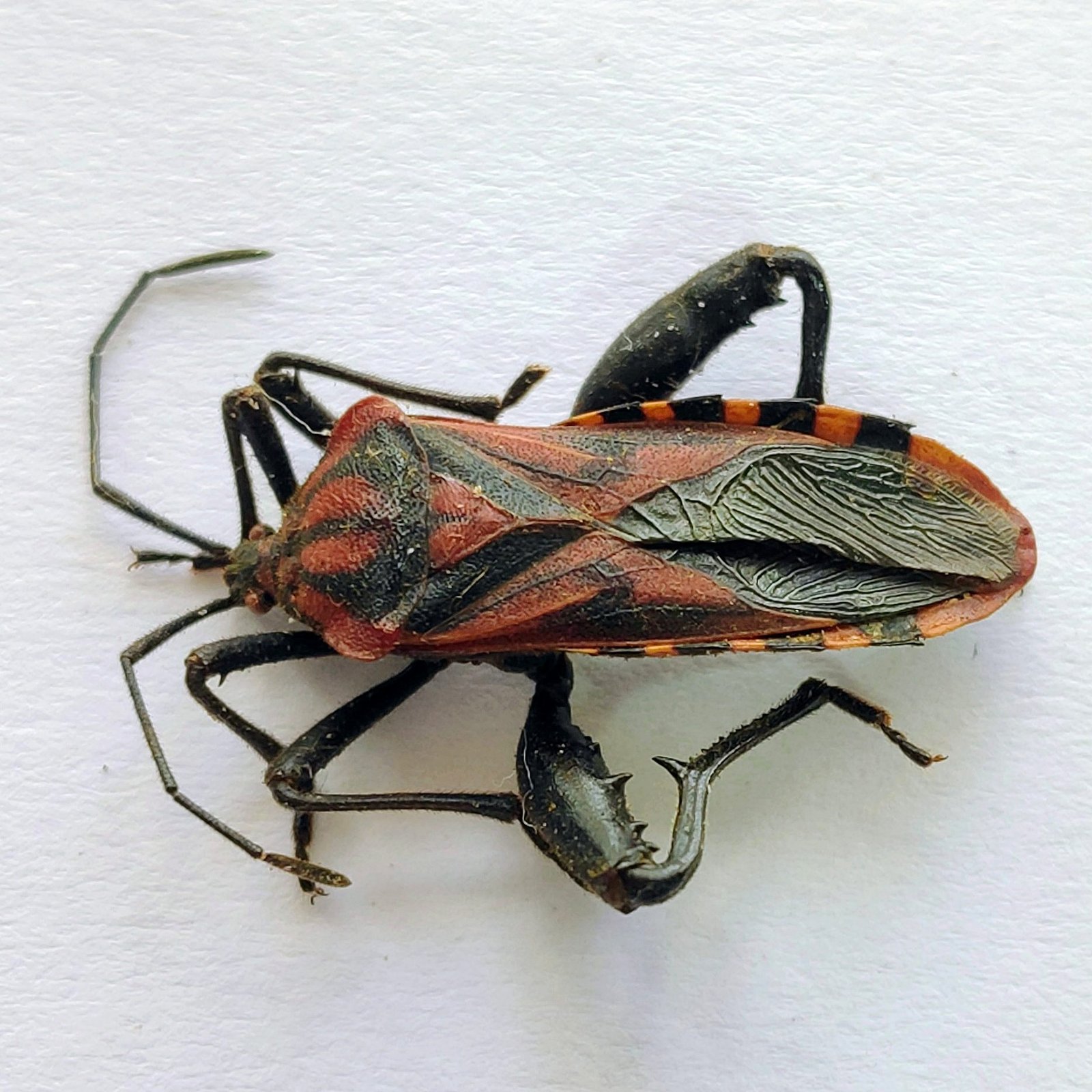 1 Coreidae - Image 2