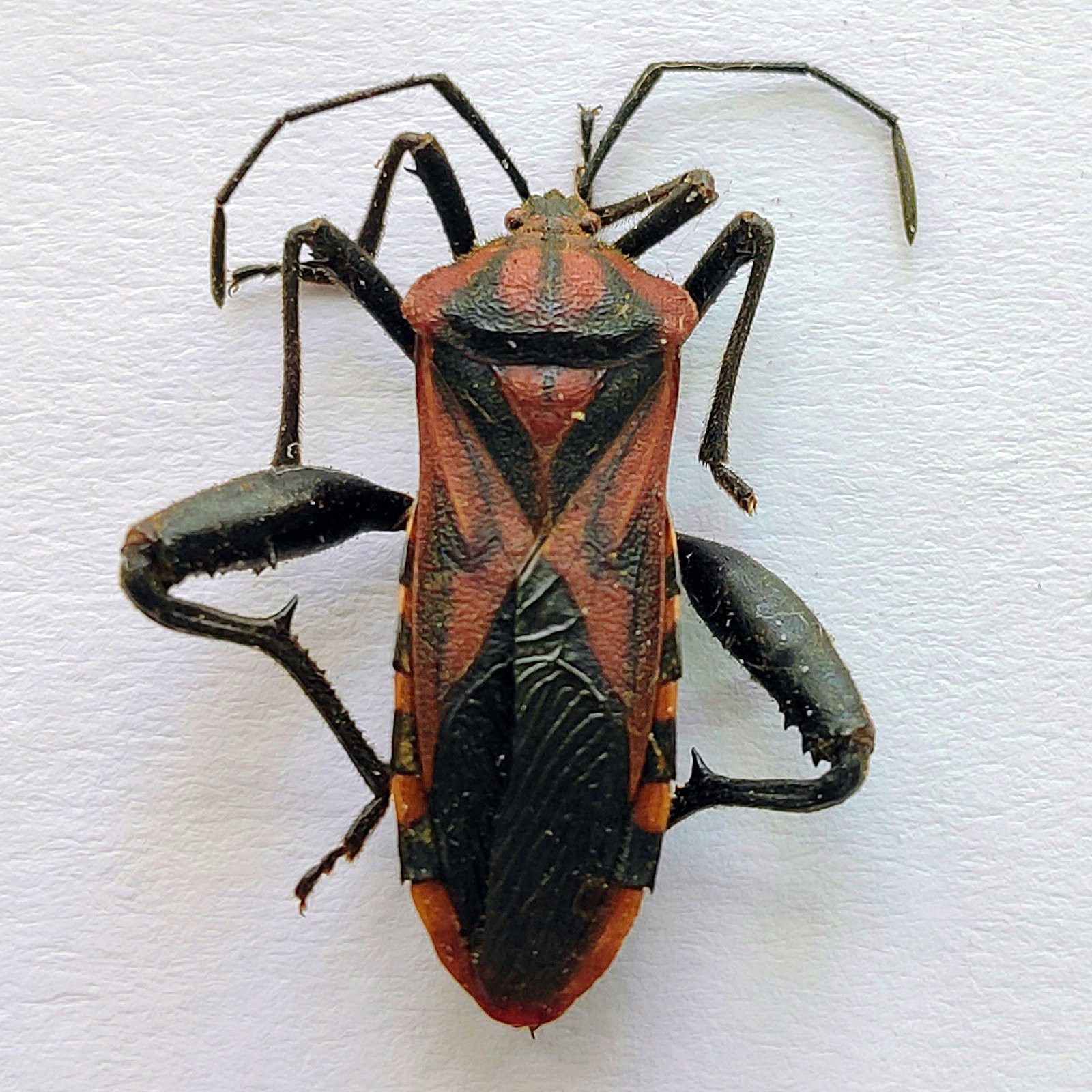 1 Coreidae - Image 3