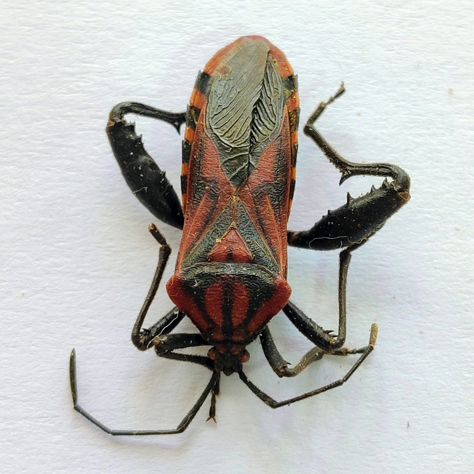 1 Coreidae