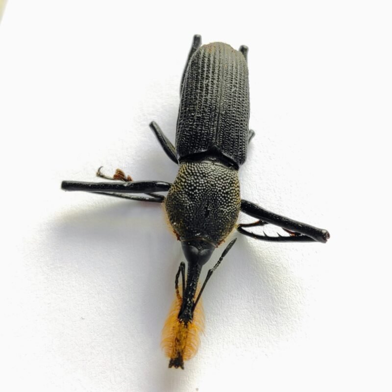 1 Curculionidae