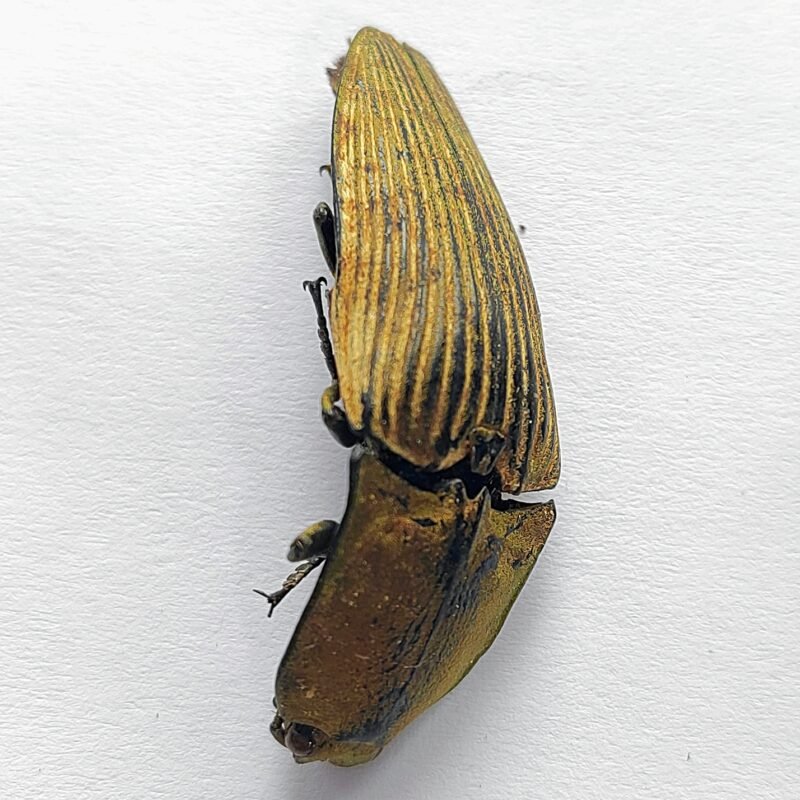 1 Elateridae