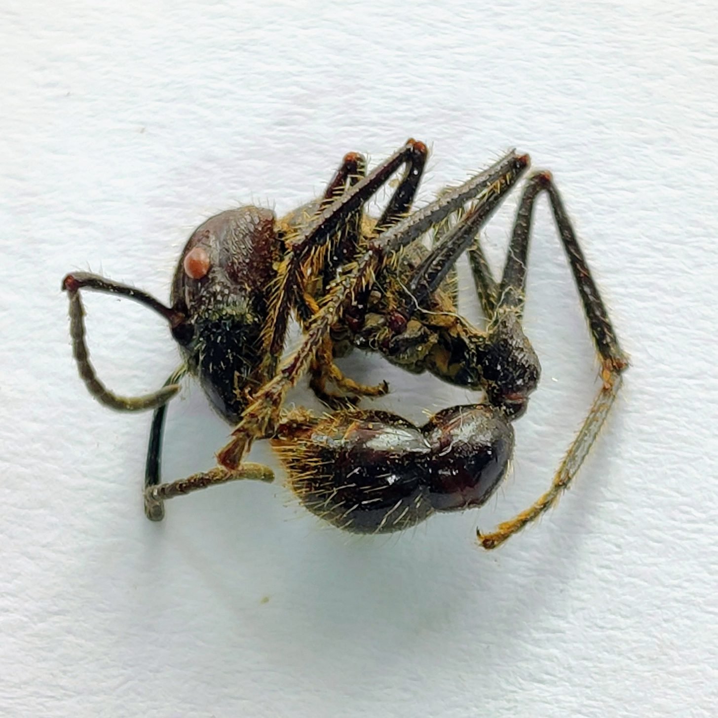 1 Formicidae
