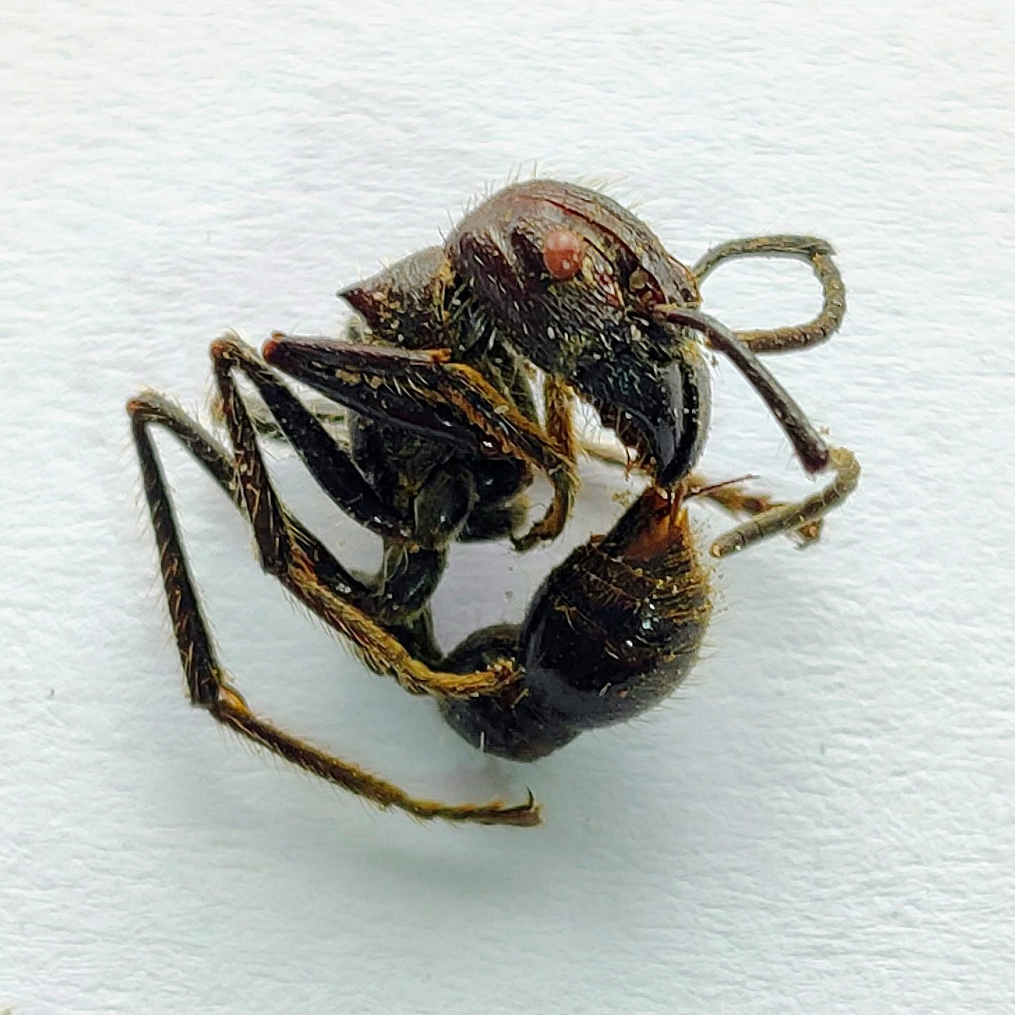 1 Formicidae - Image 3