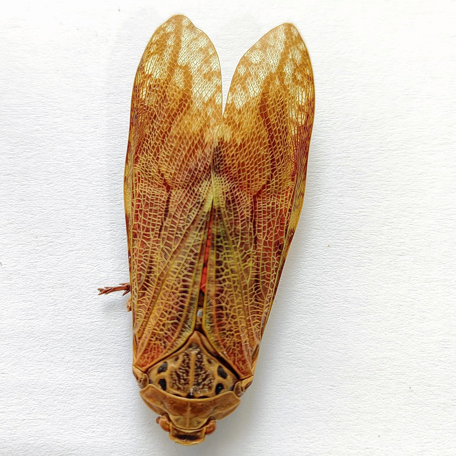 1 Fulgoridae