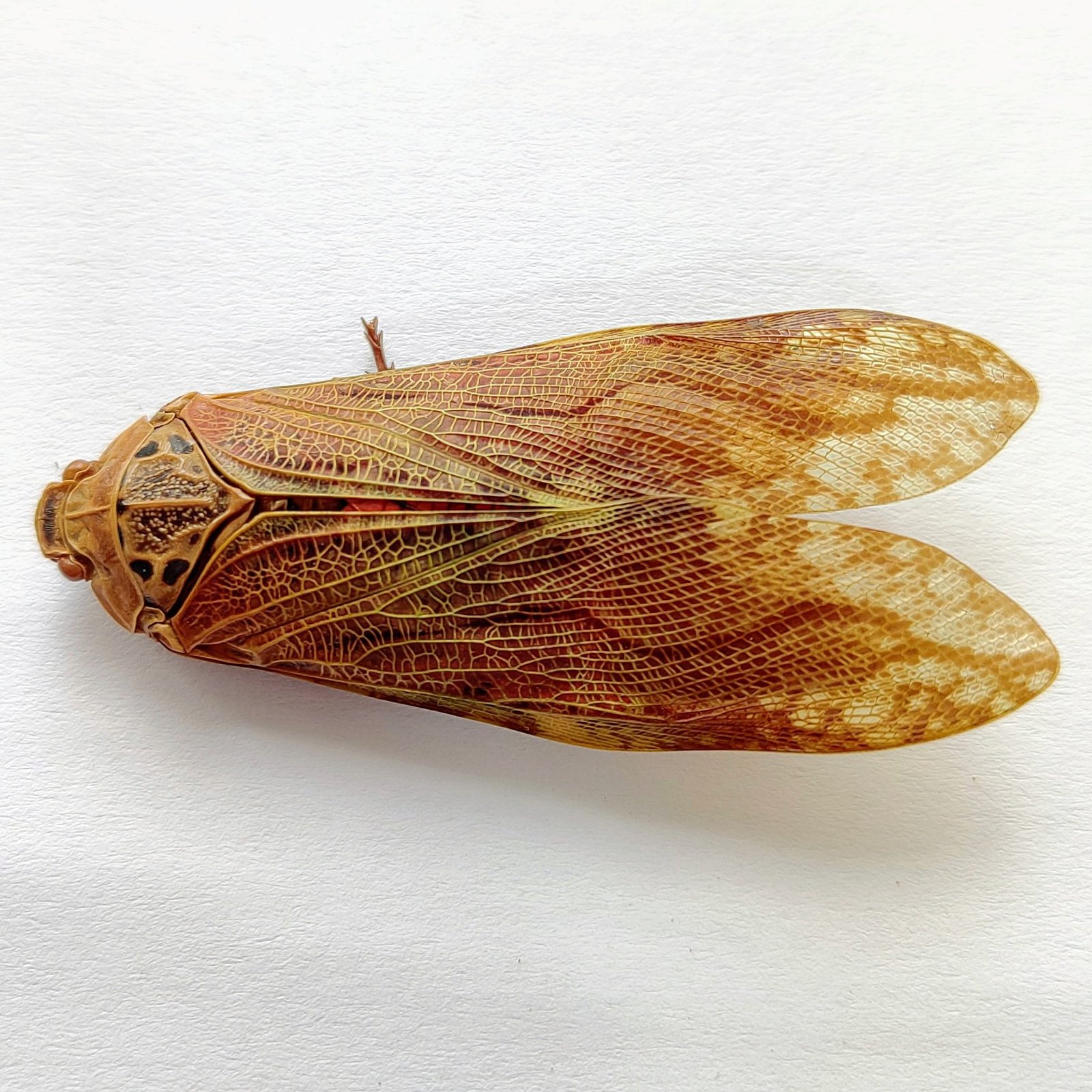 1 Fulgoridae - Image 2