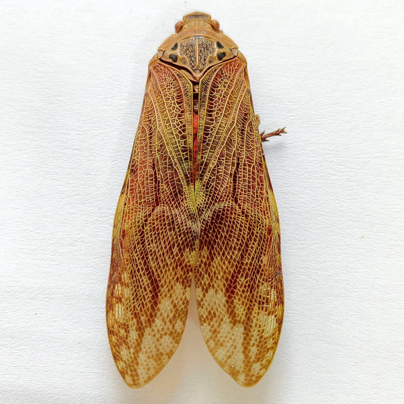 1 Fulgoridae - Image 3