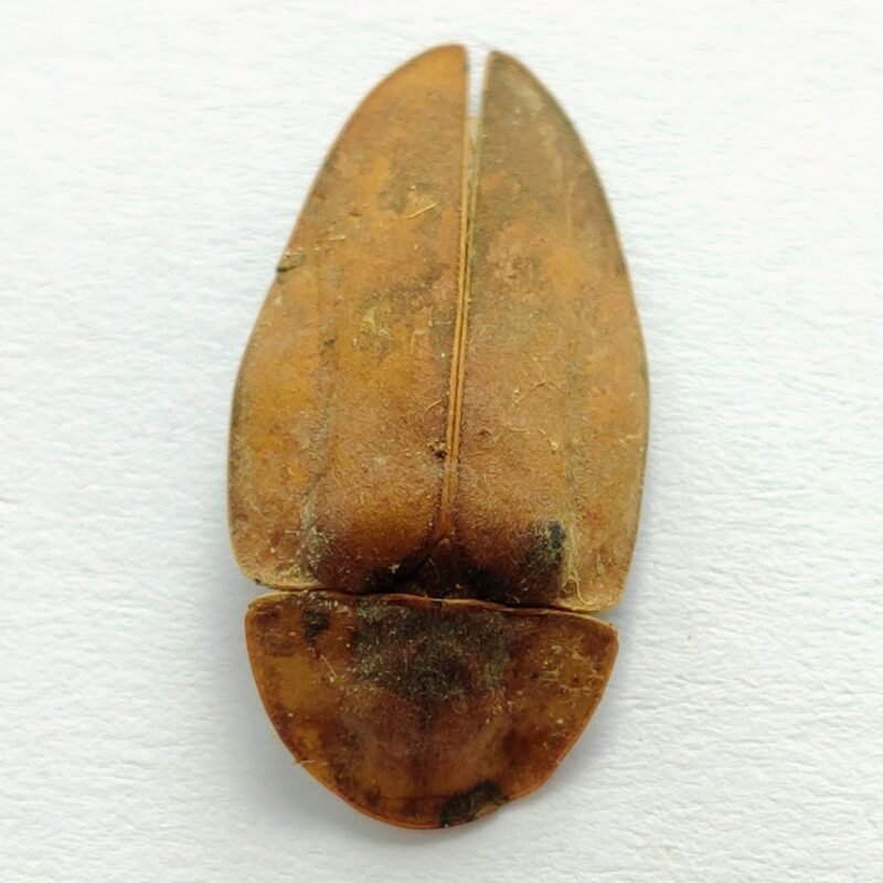 1 Lampyridae