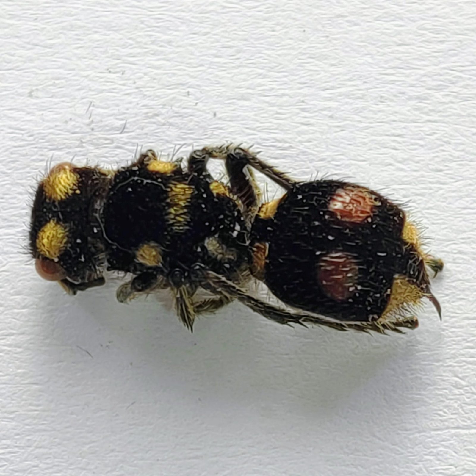 1 Mutillidae - Image 2