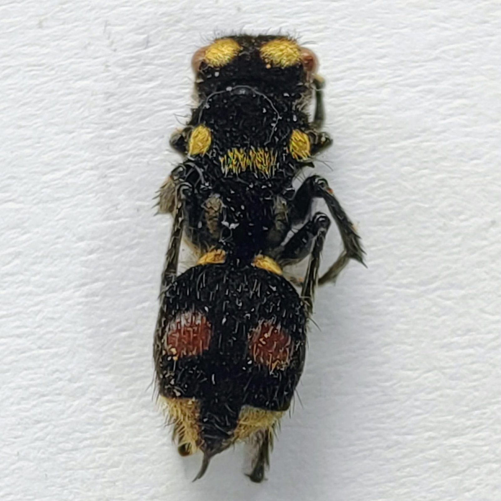 1 Mutillidae - Image 3