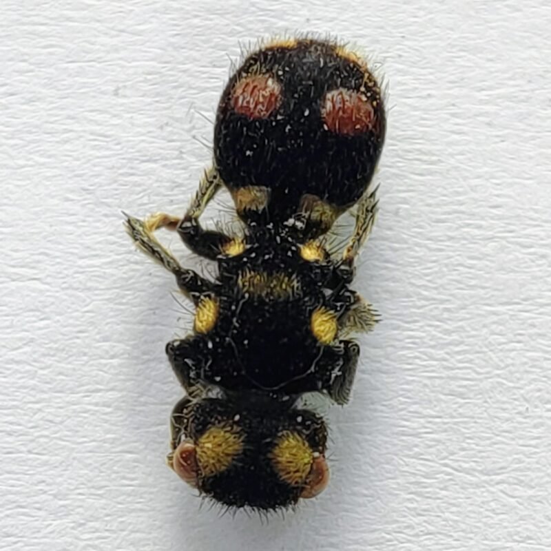 1 Mutillidae