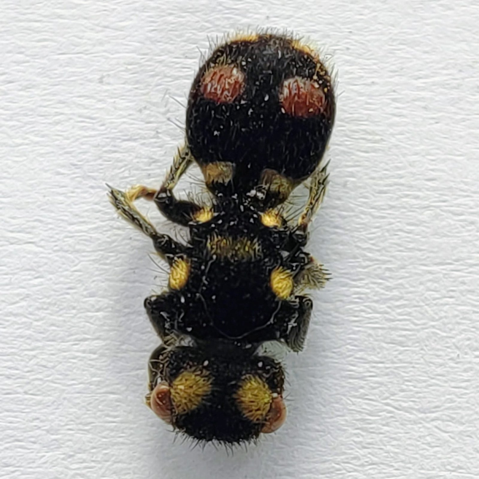 1 Mutillidae