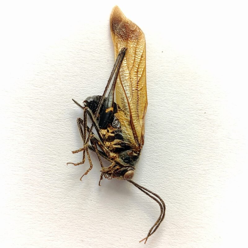 1 Orthoptera