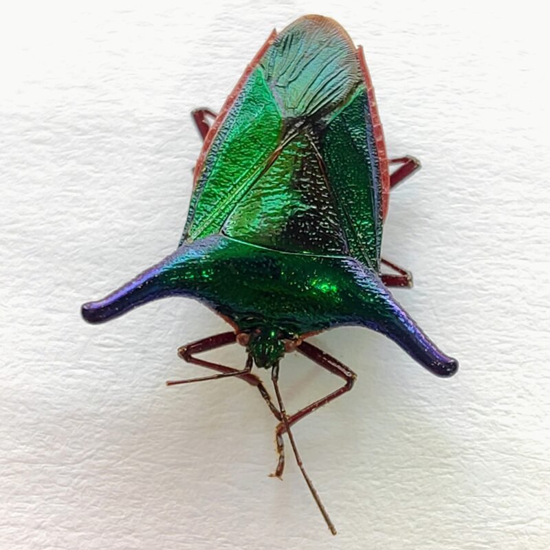 1 Pentatomidae