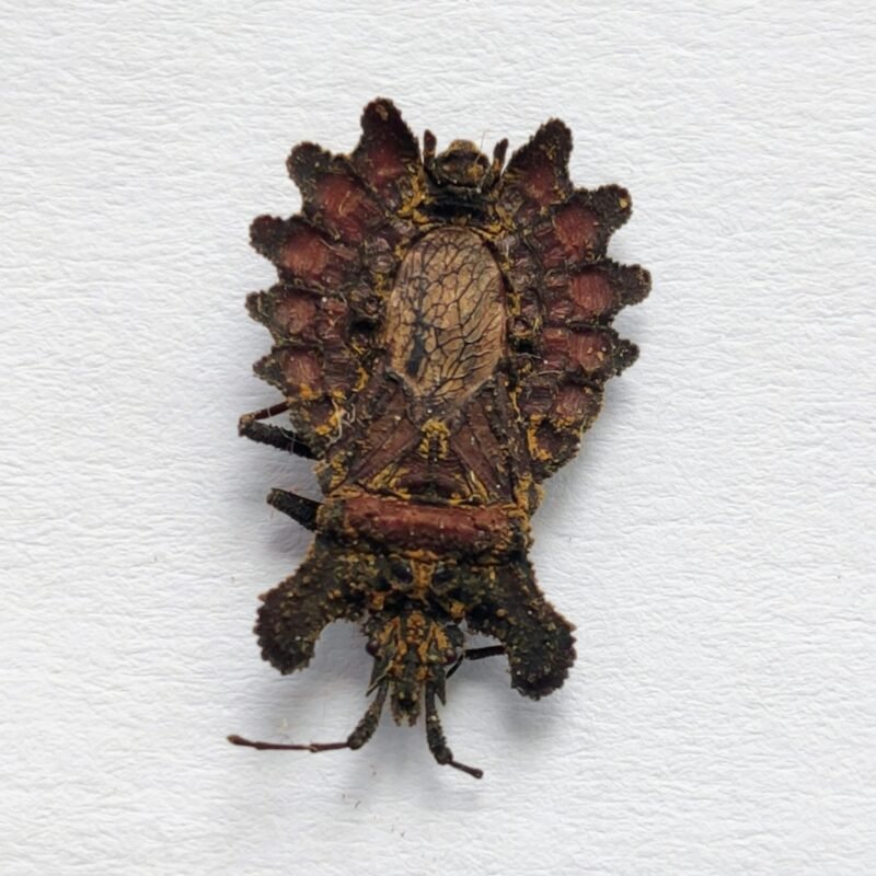 1 Reduviidae