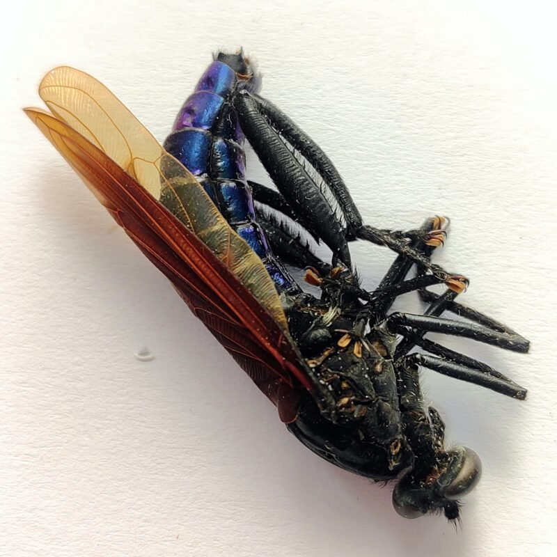 1 Tabanidae