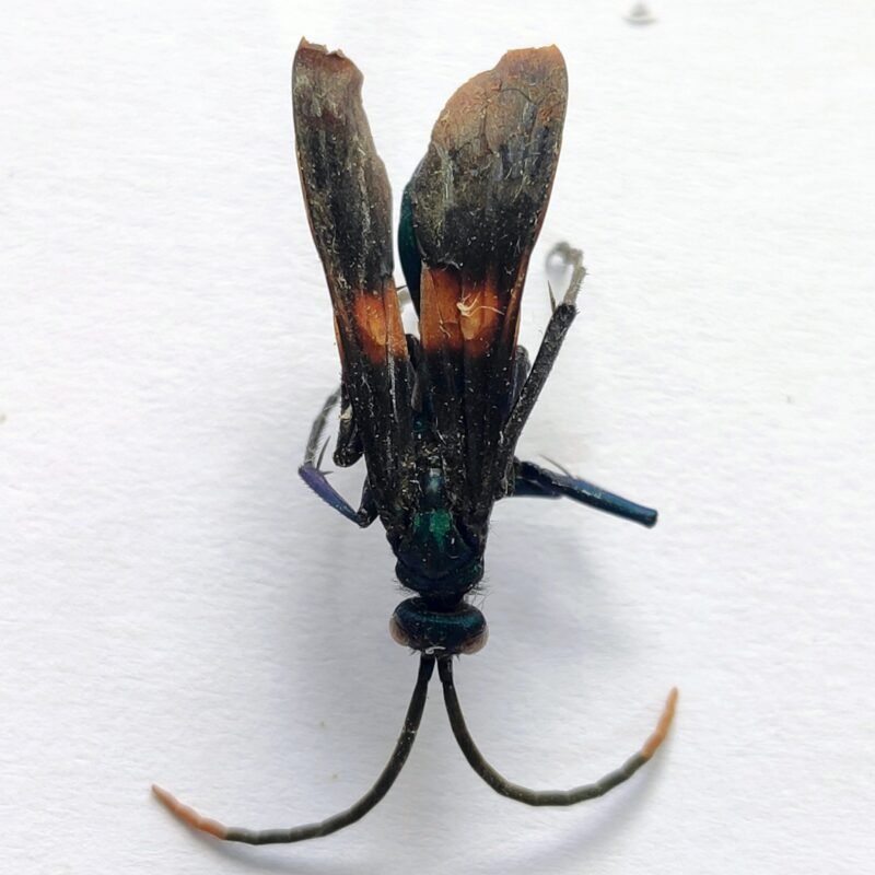 1 Vespidae