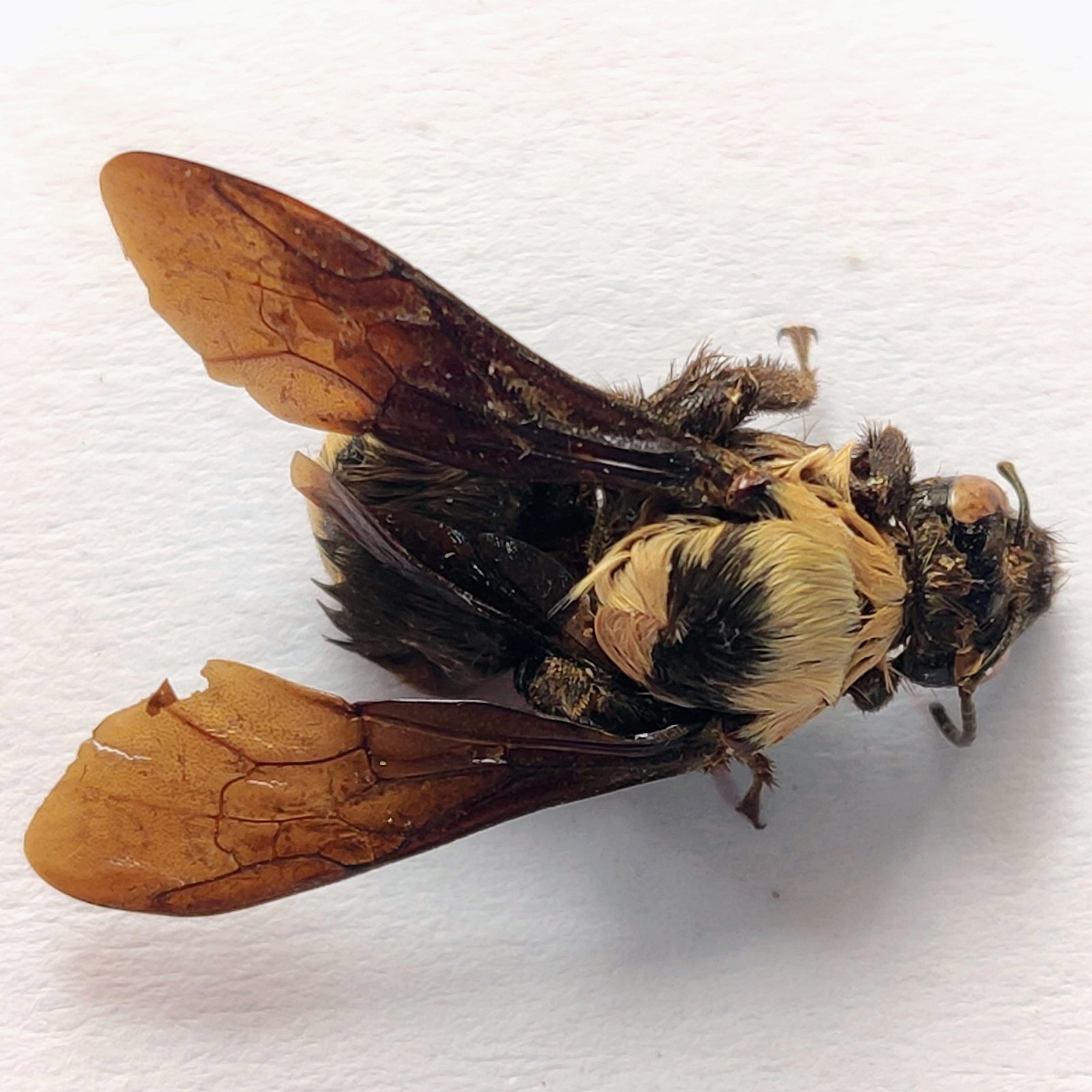 10 Apidae - Image 2